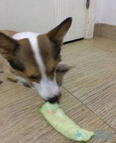 土狗吃土瓜,探寻民间美食的传承与魅力