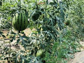 尚北吃瓜,揭秘娱乐圈背后的那些事儿