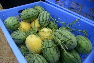 澄海吃瓜群,揭秘网络社交圈的趣味与争议