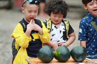 手绘萌娃吃瓜图片,萌态十足，可爱瞬间引网友热议