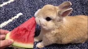 小兔吃瓜图片,夏日清凉一夏