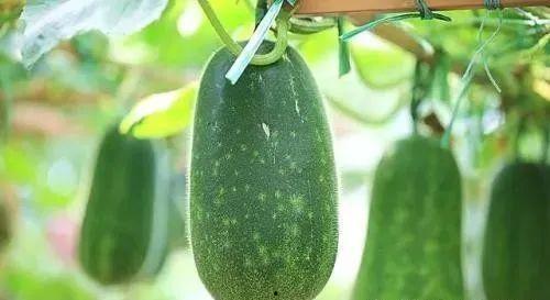 吃瓜保护眼睛,轻松享受美食，守护视力健康