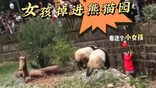 熊猫坐树上吃瓜,展现生态和谐之美