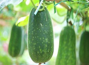 不能错过吃瓜,那些不能错过的美味瓜果盛宴