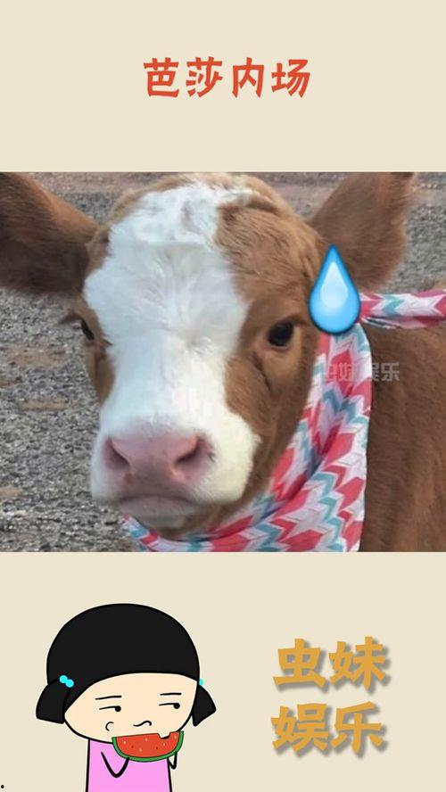 抖音吃瓜镜头,揭秘网红幕后故事