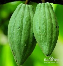 佛手瓜地下的瓜可以吃吗,揭秘佛手瓜地下瓜的可食用性