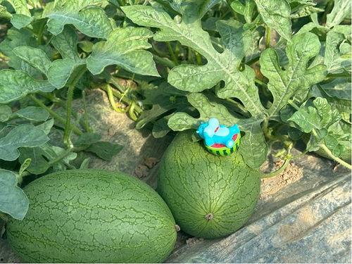 近几年吃的瓜,近几年那些让人瞠目结舌的瓜