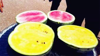 可可吃大瓜,可可与神秘大瓜的奇幻之旅