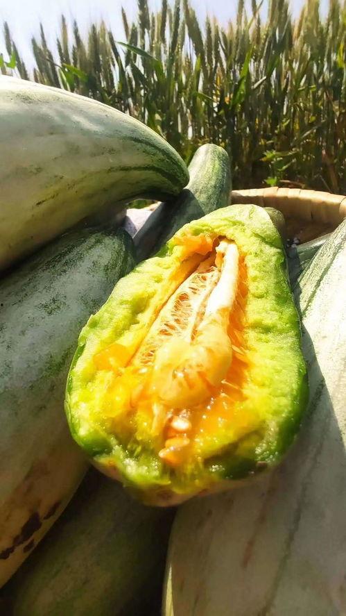 安静地吃瓜视频,揭秘安静吃瓜视频的魅力