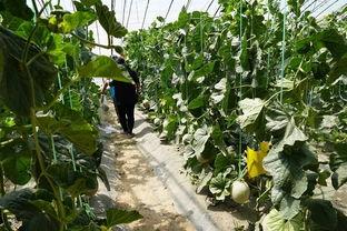 景区吃瓜的视频,游客体验独特美食之旅