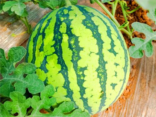 关于网络吃瓜,揭秘网络舆论场的狂欢与反思