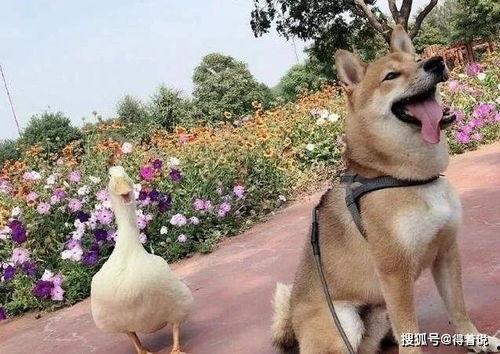 吉吉吃瓜梗,揭秘娱乐圈幕后故事