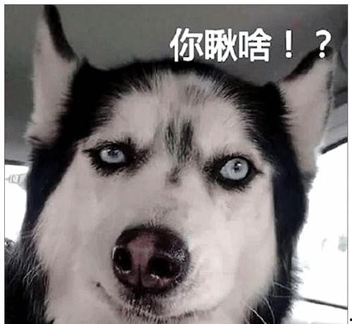 瓜哥吃瓜封印二哈