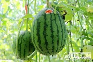 微山县夫妻吃瓜,甜蜜生活乐无边