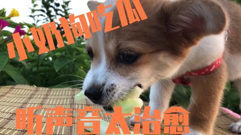 吃新鲜的瓜狗,探寻新鲜瓜果与忠诚犬伴的美好时光