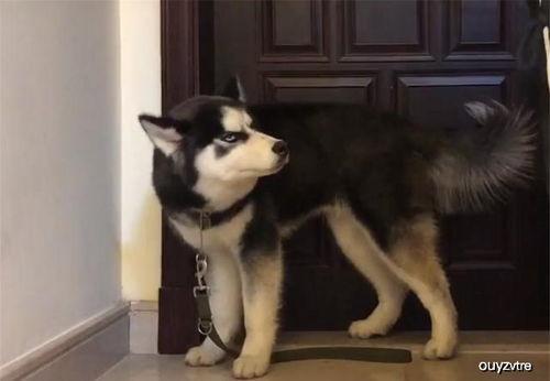 吃古瓜的哈士奇,一场味蕾与忠诚的碰撞