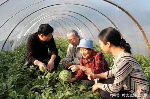 南京吃瓜新疆,一场味蕾与文化的碰撞之旅