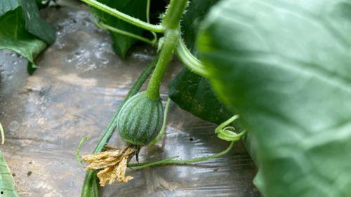 小时侯吃的瓜,那些年我们一起吃过的美味回忆