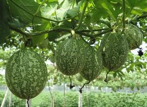 推图社吃瓜图像,推图社吃瓜图鉴，揭秘明星幕后故事